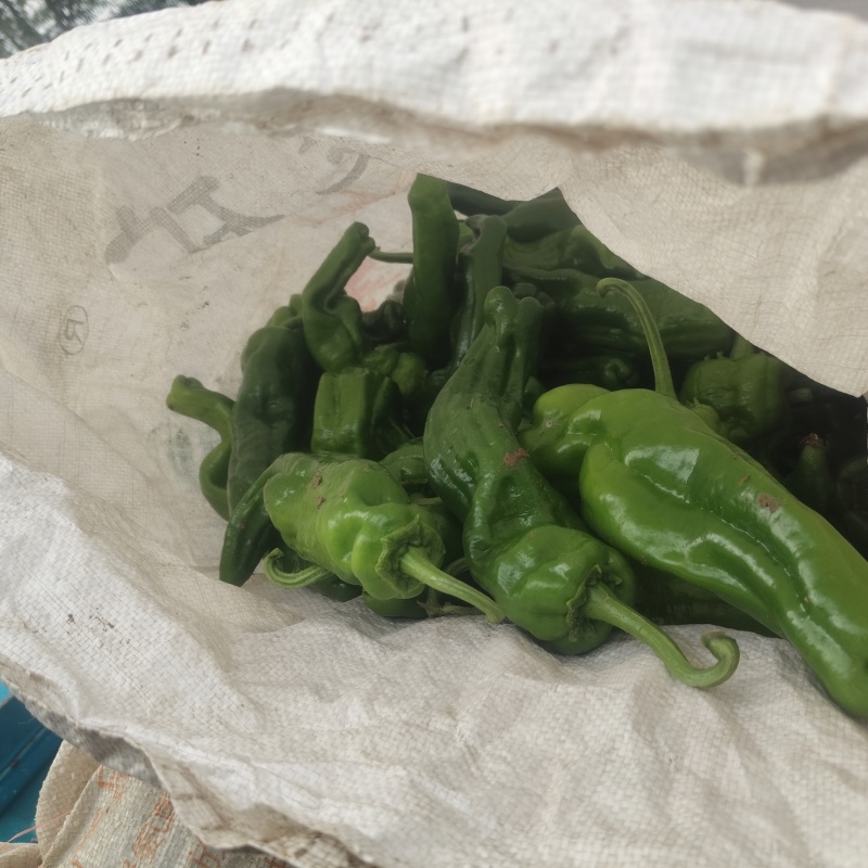 山东薄皮(邹皮)青椒