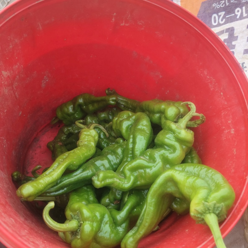 山东薄皮(邹皮)青椒