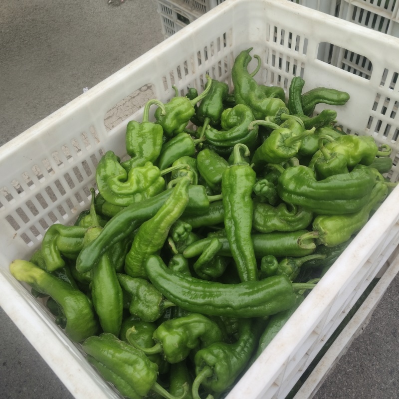 山东薄皮(邹皮)青椒