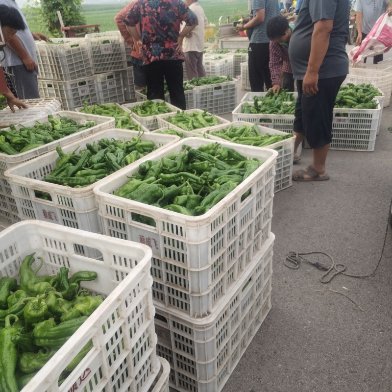 山东薄皮(邹皮)青椒