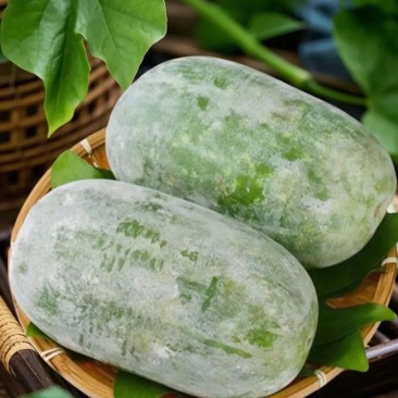 【优质推荐】白皮冬瓜大量有货量大从优规格齐全欢迎来电