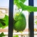 【优质推荐】白皮冬瓜大量有货量大从优规格齐全欢迎来电