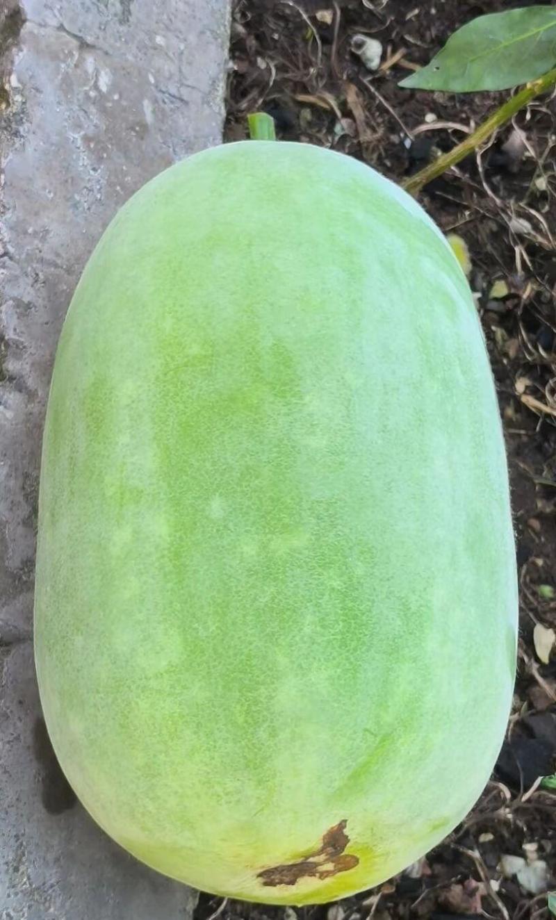 【优质推荐】白皮冬瓜大量有货量大从优规格齐全欢迎来电