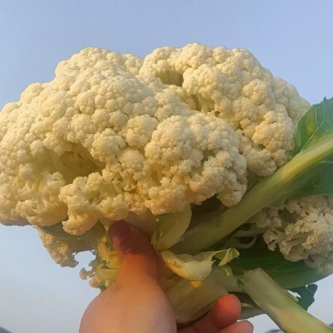精品花菜苗产地直发成活率高提供技术指导欢迎联系