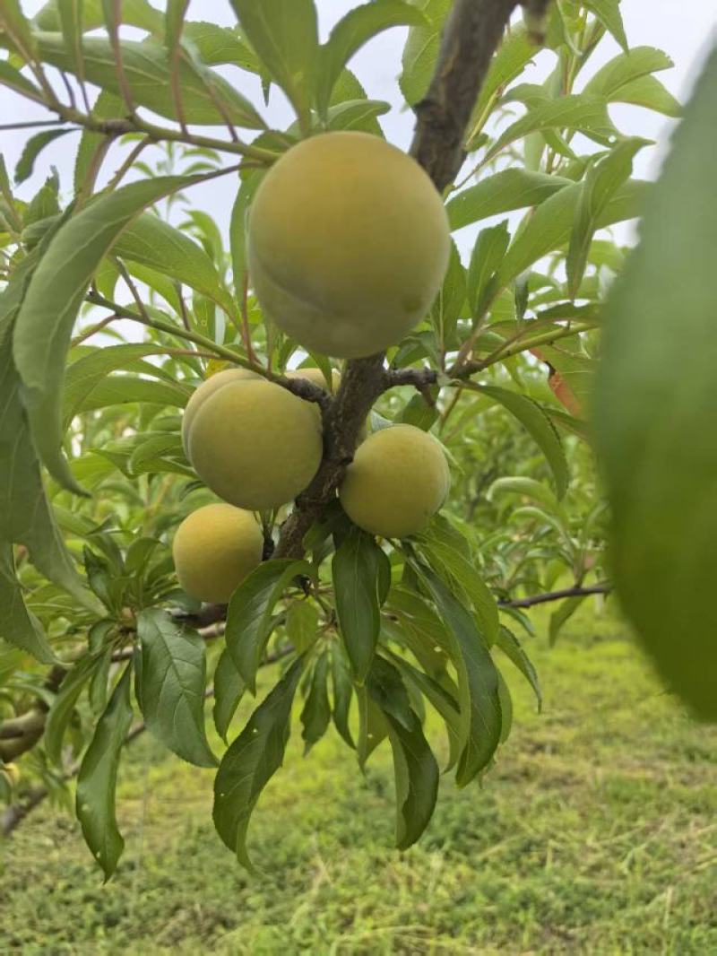 蜂糖李，脆李，产地直供，现摘现发口感脆甜多汁糖度高