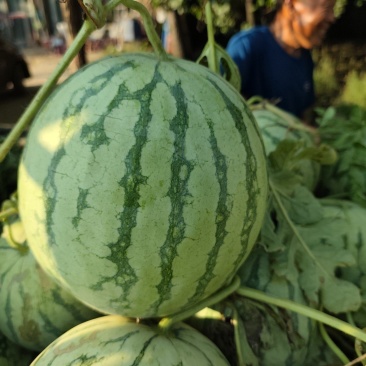 金花无籽，大量供应，质量三包，视频看货，带发全国