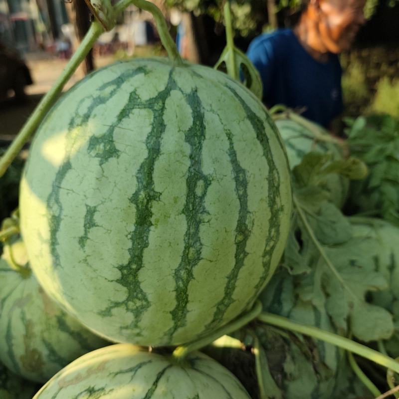 金花无籽，大量供应，质量三包，视频看货，带发全国