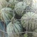 金花无籽，大量供应，质量三包，视频看货，带发全国