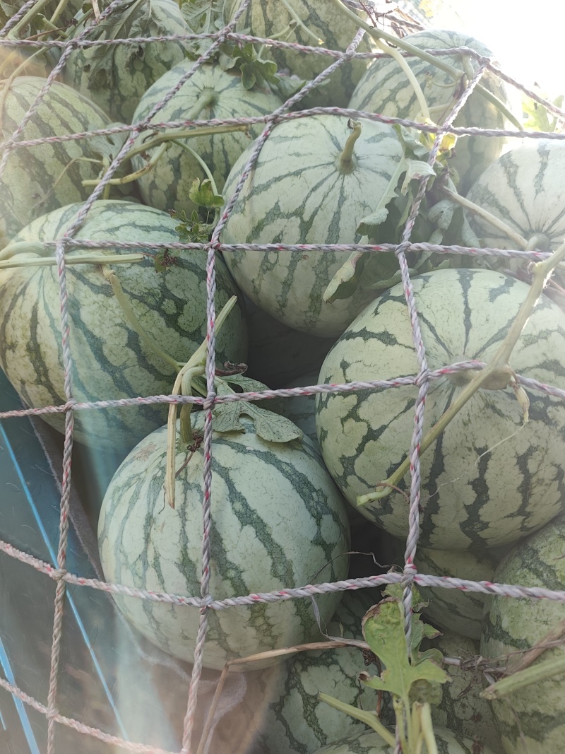 金花无籽，大量供应，质量三包，视频看货，带发全国
