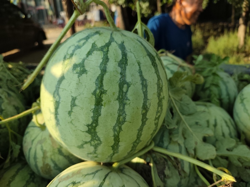 金花无籽，大量供应，质量三包，视频看货，带发全国