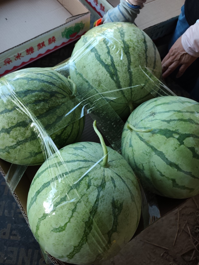 金花无籽，大量供应，质量三包，视频看货，带发全国