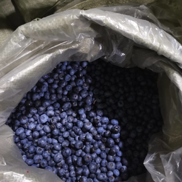 蓝莓蓝莓冻果全黑按吨卖A级果速冻蓝莓批发现货