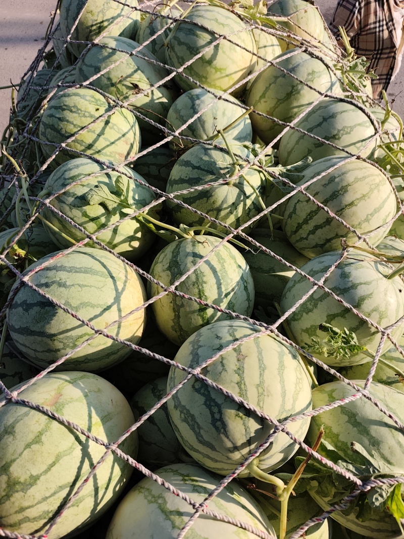 金花无籽，大量供应，质量三包，视频看货，带发全国