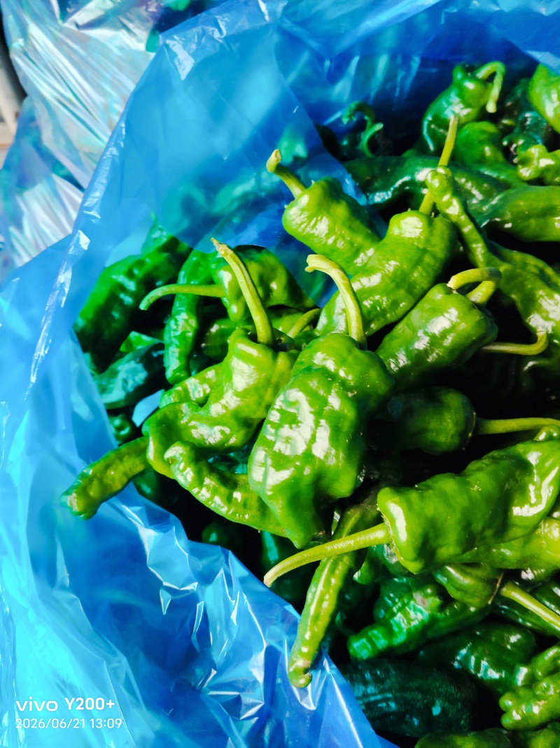 江苏精品瓠子大量上市，产地直发，量大从优对接市场商超食堂