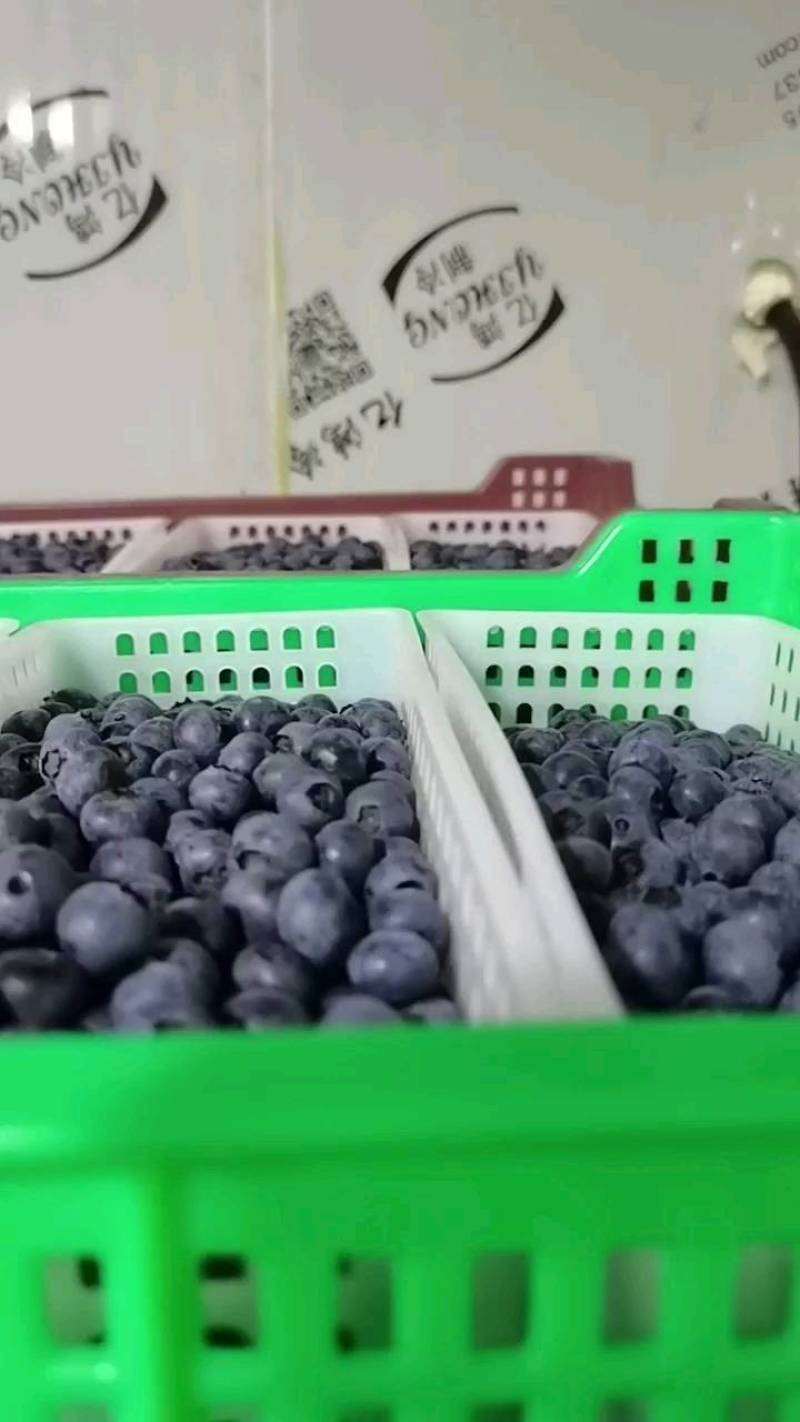 蓝莓蓝莓冻果全黑按吨卖A级果速冻蓝莓批发现货