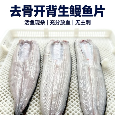 冰鲜鳗鱼，充分放血无小刺，肉质洁白-餐饮烧烤食材，