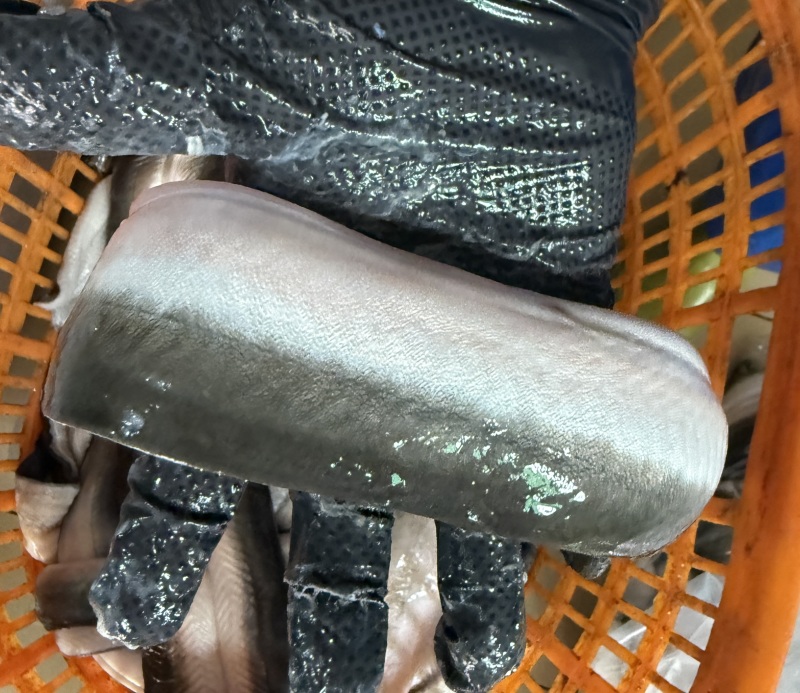 冰鲜鳗鱼，充分放血无小刺，肉质洁白-餐饮烧烤食材，