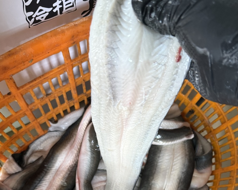 冰鲜鳗鱼，充分放血无小刺，肉质洁白-餐饮烧烤食材，