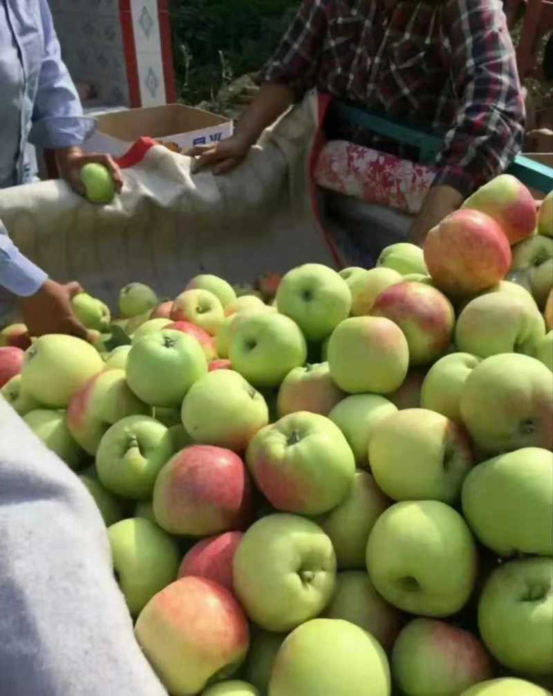 山东早熟苹果大量上市华硕鲁丽晨阳等品质保证