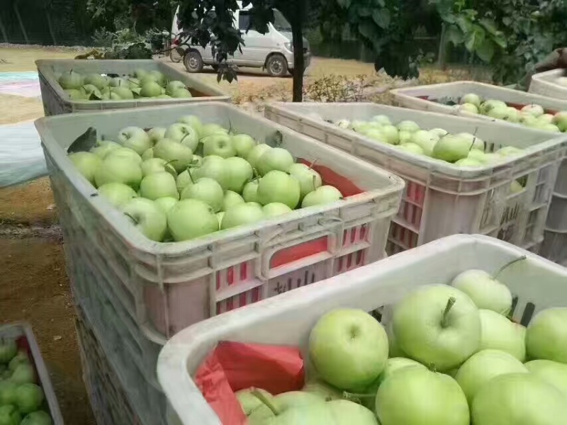 山东早熟苹果大量上市华硕鲁丽晨阳等品质保证