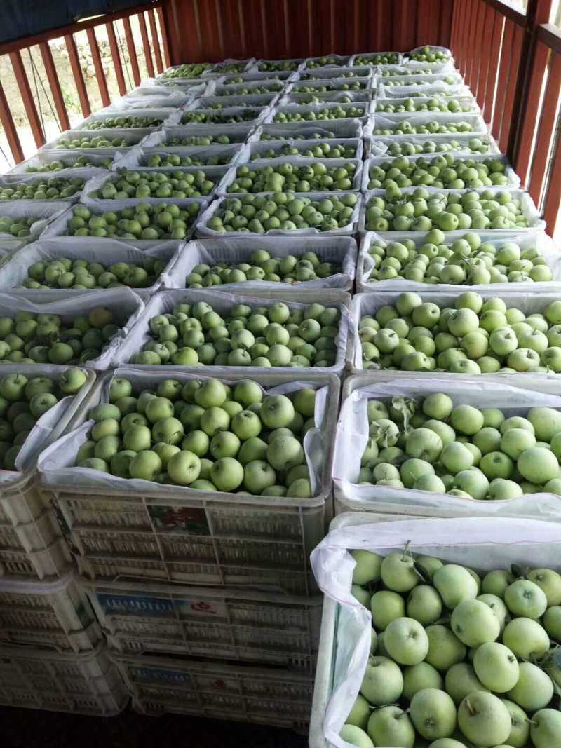 山东早熟苹果大量上市华硕鲁丽晨阳等品质保证