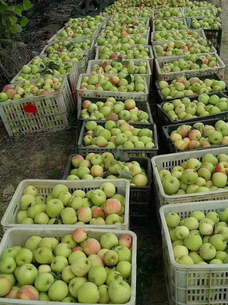 山东早熟苹果大量上市华硕鲁丽晨阳等品质保证