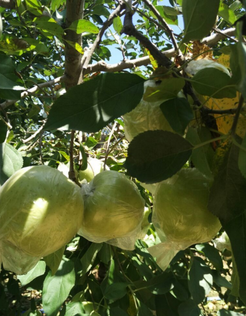 山东早熟苹果大量上市华硕鲁丽晨阳等品质保证