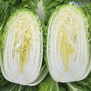 威宁高冷白菜大量上市。