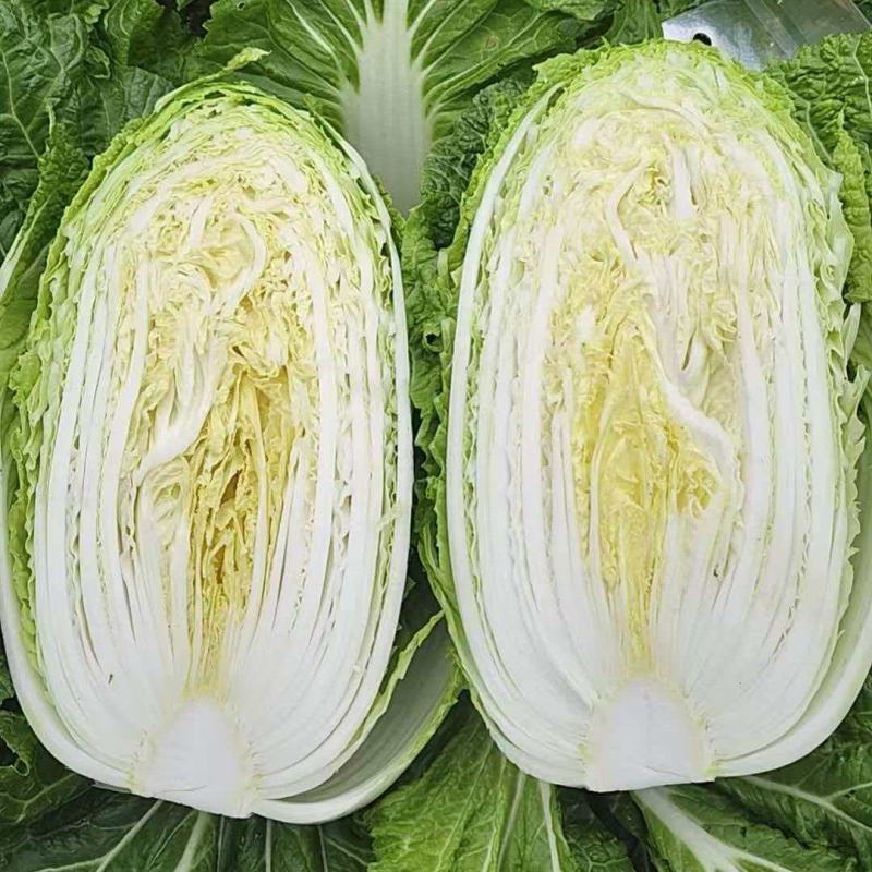 威宁高冷白菜大量上市。