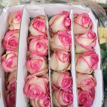 玫瑰苗10~20cm，一年四季开花，味道清香，可做盆栽