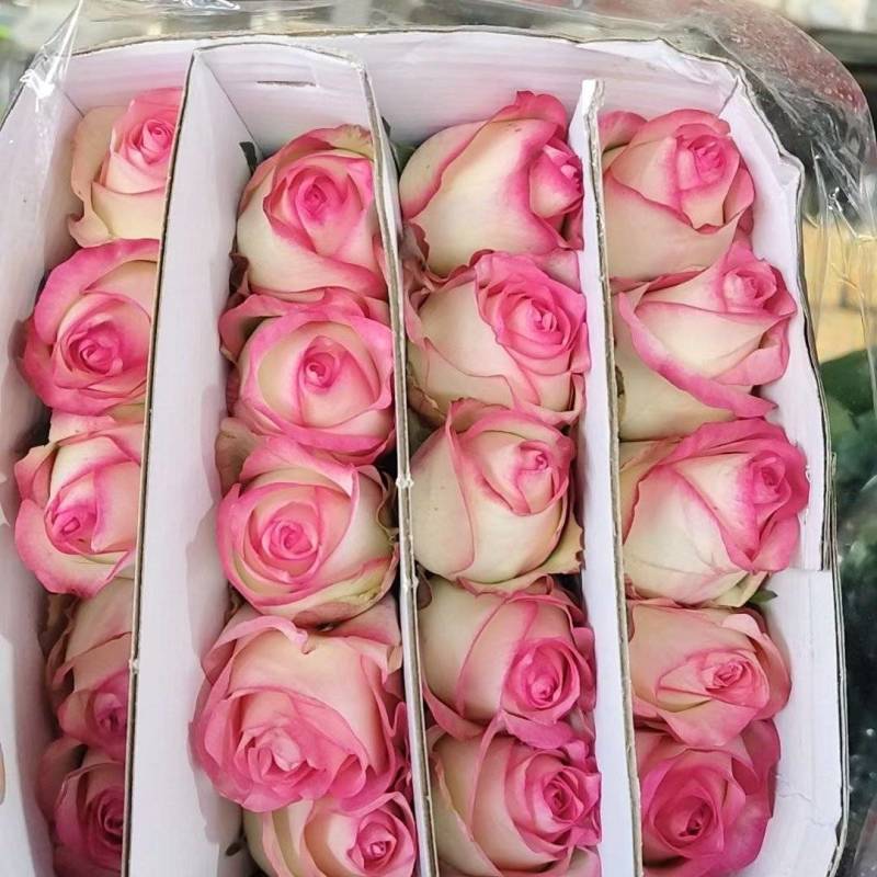 玫瑰苗10~20cm，一年四季开花，味道清香，可做盆栽