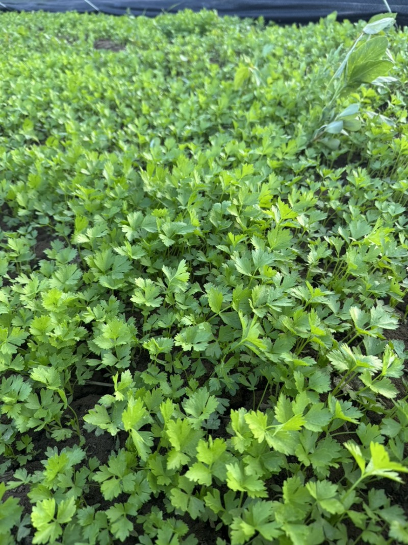 优质芹菜苗，七月底八月上旬大量上市，精诚合作