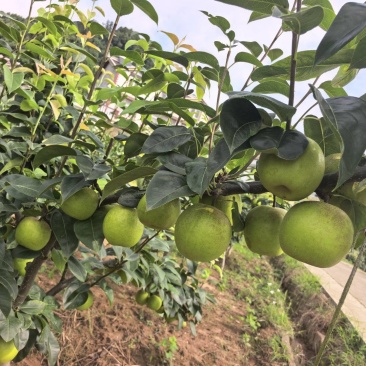 翠冠梨