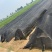 优质芹菜苗，七月底八月上旬大量上市，精诚合作