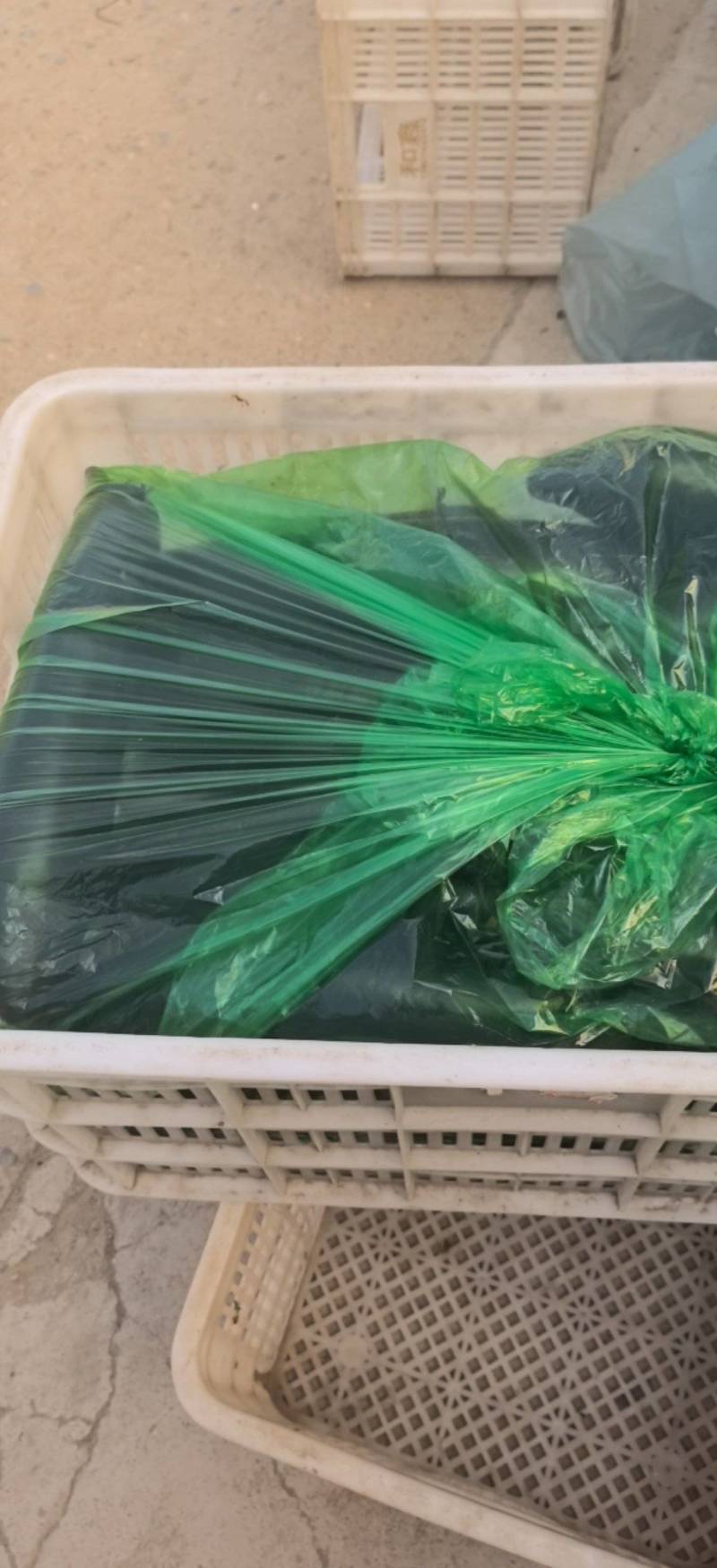 长茄子