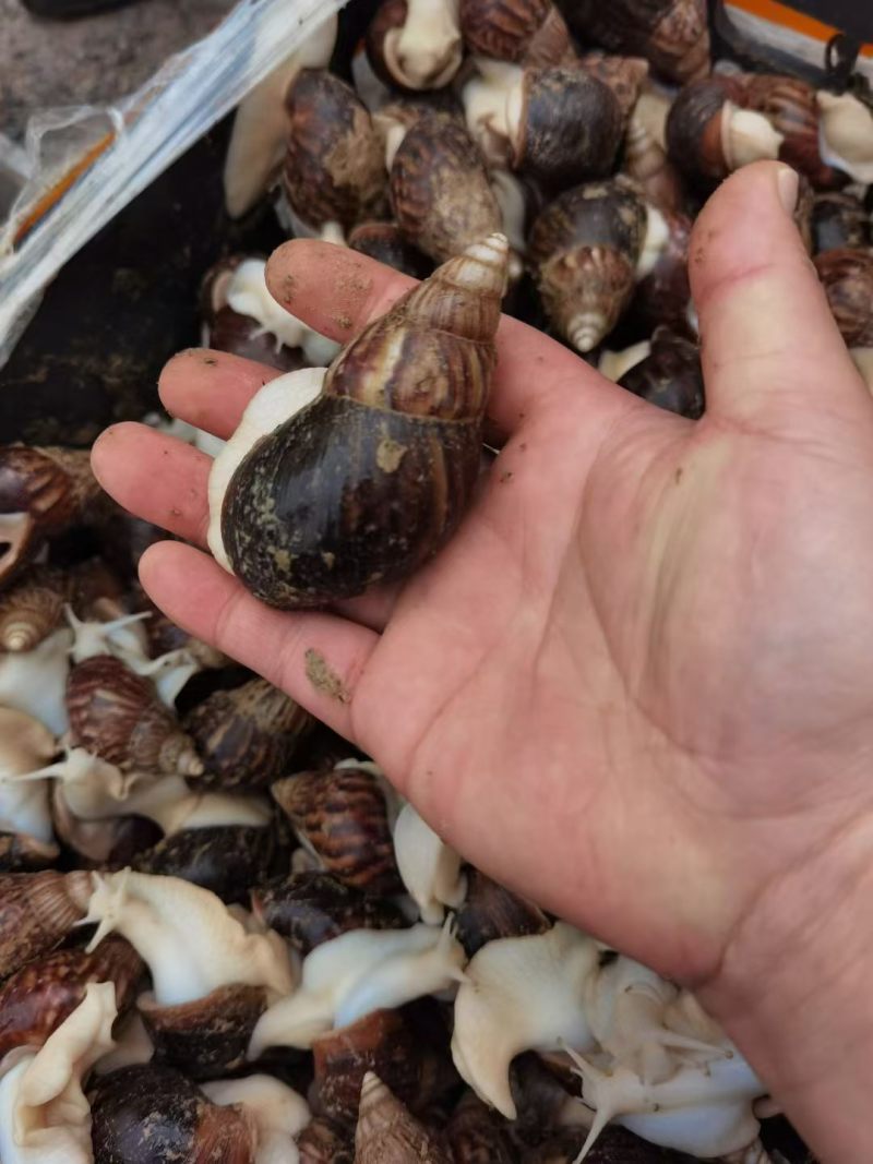 白玉蜗牛，鲜活牛，蜗牛冻肉