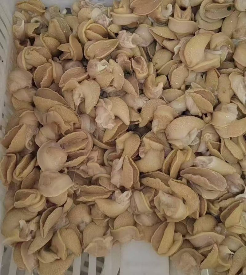 白玉蜗牛，鲜活牛，蜗牛冻肉