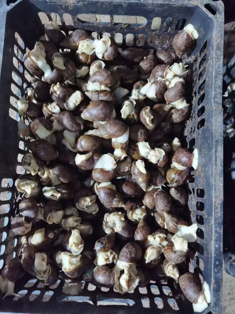 白玉蜗牛，鲜活牛，蜗牛冻肉