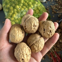 四川大凉山鲜核桃，口感香甜，去皮不去皮都有，代发市场电商