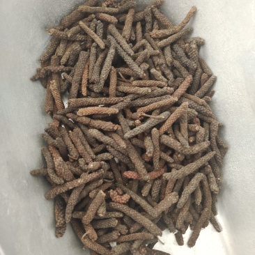 荜拨，荜拔新货，产地货源，保质保量，批发各种中药材，欢迎