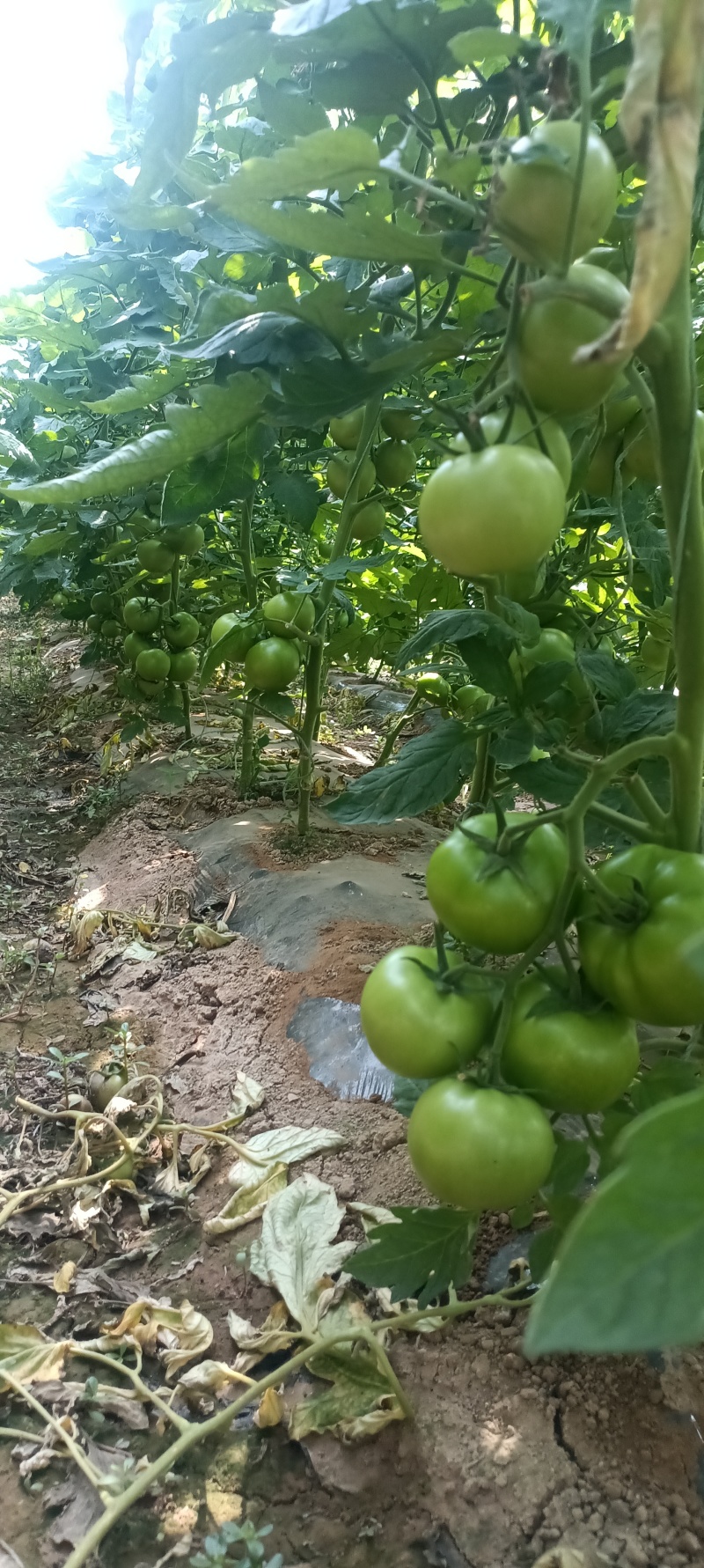 硬粉西红柿
