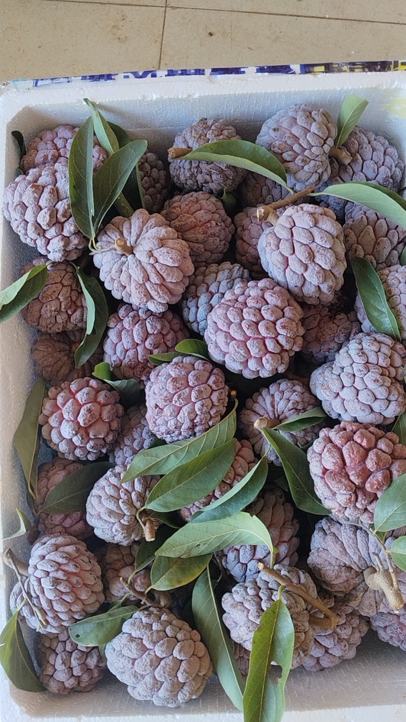 玫瑰释迦果