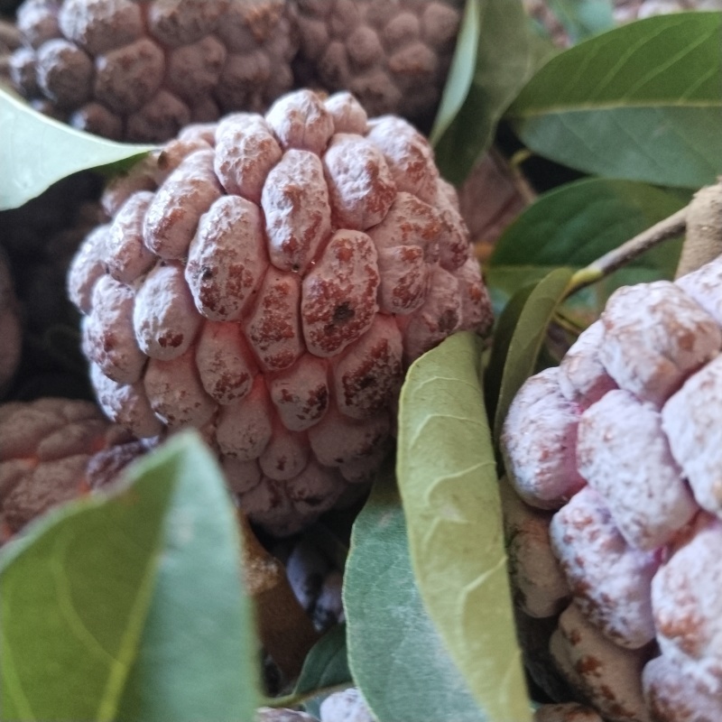 玫瑰释迦果