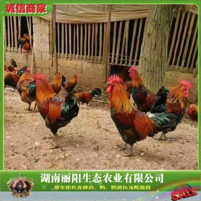 血毛土鸡苗/崇仁麻鸡苗/黑瑶鸡苗/厂家直销/提供养殖技术