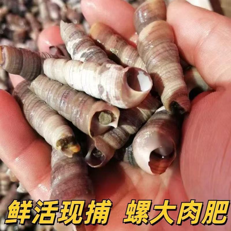 海鲜钉螺鲜活去尾钉螺新鲜海螺丝海钉螺海锥锥螺鲜活贝类水产捞汁