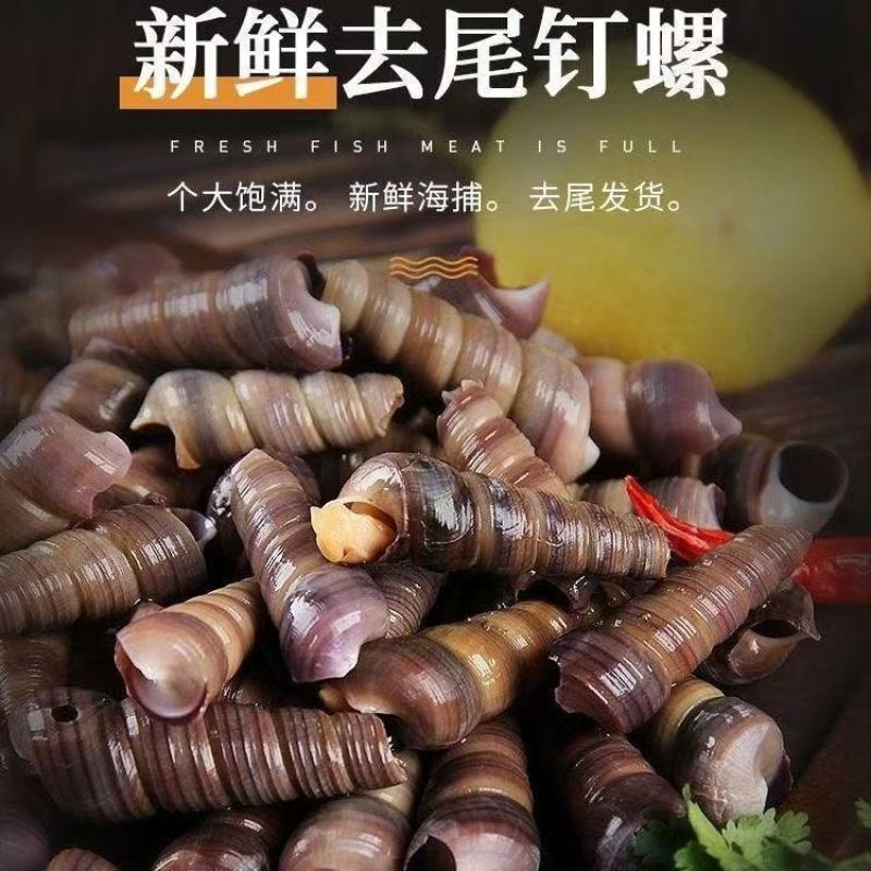 海鲜钉螺鲜活去尾钉螺新鲜海螺丝海钉螺海锥锥螺鲜活贝类水产捞汁