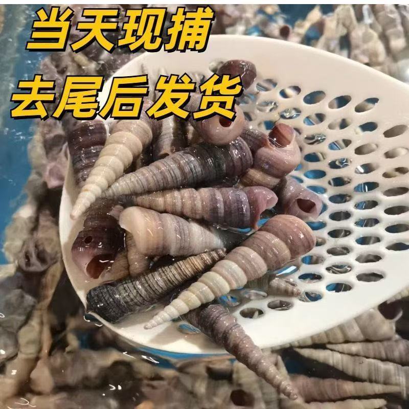 海鲜钉螺鲜活去尾钉螺新鲜海螺丝海钉螺海锥锥螺鲜活贝类水产捞汁
