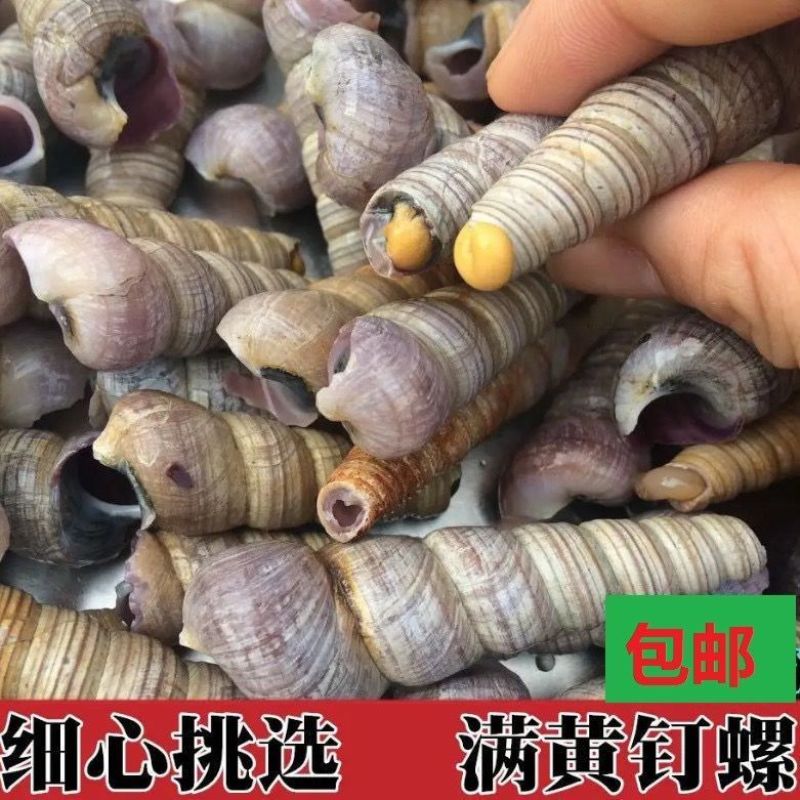 海鲜钉螺鲜活去尾钉螺新鲜海螺丝海钉螺海锥锥螺鲜活贝类水产捞汁