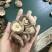 包邮精选3～4厘米新货泌阳干香菇