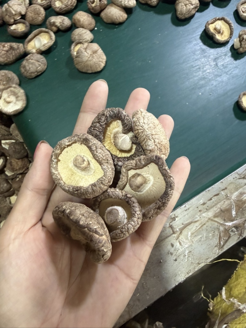 包邮精选3～4厘米新货泌阳干香菇